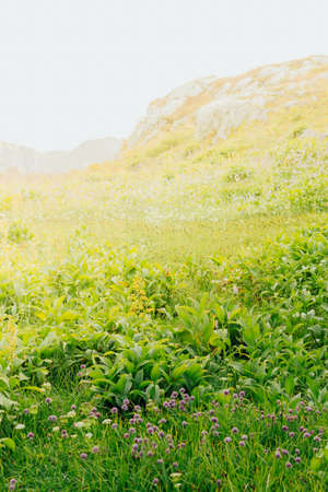 Green meadow in a mountainous area on a summer dayの写真素材