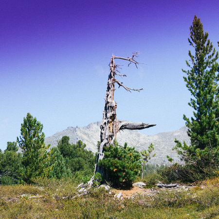 Lonely dry tree in the mountains. Drought, solitude, travel in the rocks.