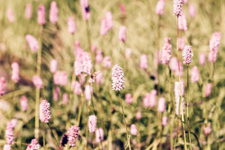 Beautiful purple flowers in a green area in the green grass on a summer dayの写真素材