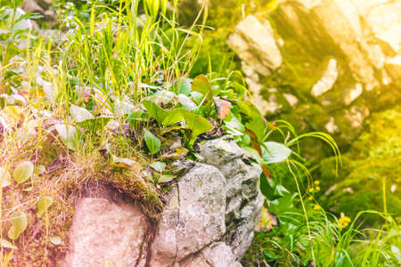 Mountain green grass in the rocks on a summer dayの写真素材