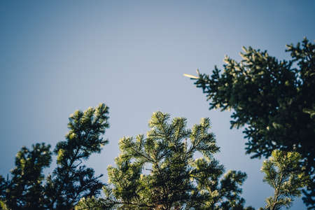 Green pine branches against the sky in the forestの写真素材