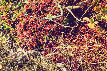 A carpet of moss in the woods on a Sunny dayの写真素材