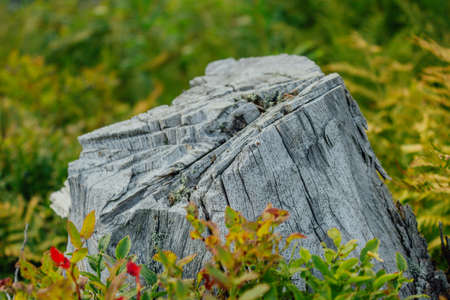 Felled tree trunk. Tree stump in a summer forest.の写真素材