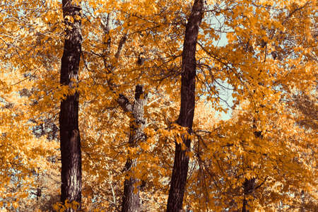 Poplar grove. Forest of trees with yellow leaves in autumn.の写真素材