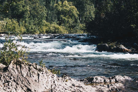 Fast mountain river in rapid flow in the green forestの写真素材