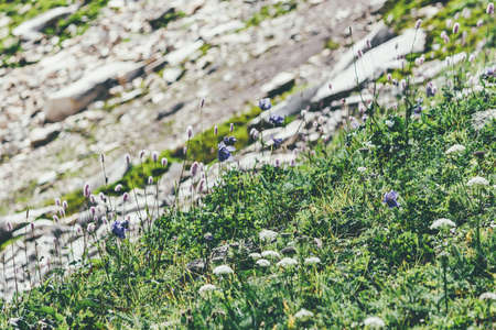 Mountain green grass in the rocks on a summer dayの写真素材