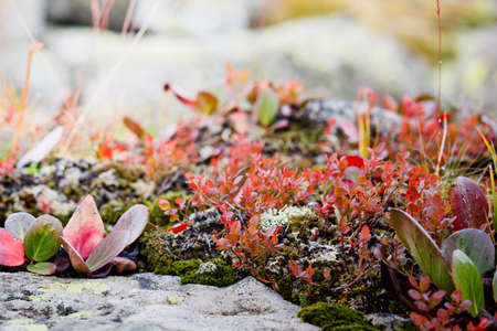 Mountain green grass in the rocks on a summer dayの写真素材