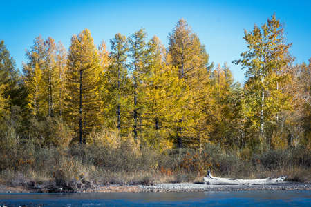 Blue river in the autumn forest on a Sunny day. Autumn day trip in the mountains.の写真素材
