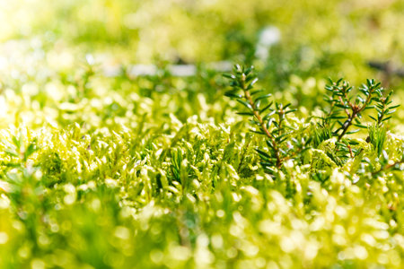 Green moss on stone in a summer forestの写真素材