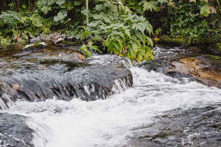Fast mountain river in rapid flow in the green forestの写真素材