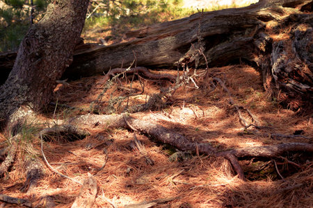 Strong roots of trees in cedar grove. Strength and durability, the will to live.