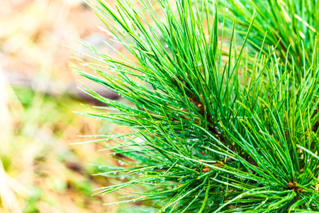 Green pine branches against the sky in the forest