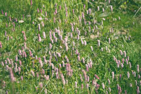 Beautiful purple flowers in a green area in the green grass on a summer day