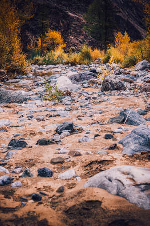 Dried up riverbed with stones and poplars on the shore. The theme of the autumn, yellow leaves, cloudy weather.の写真素材