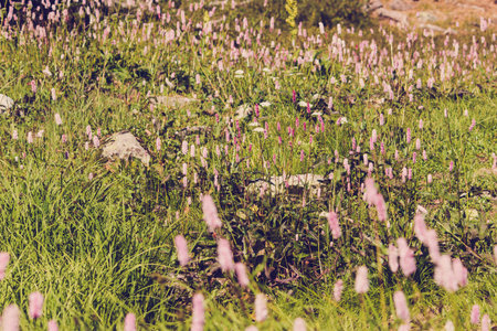 Beautiful purple flowers in a green area in the green grass on a summer day