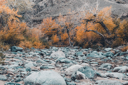 Dried up riverbed with stones and poplars on the shore. The theme of the autumn, yellow leaves,...