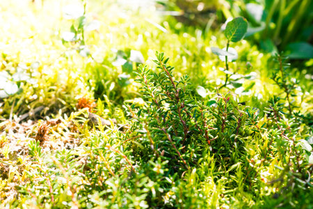 Green moss on stone in a summer forest