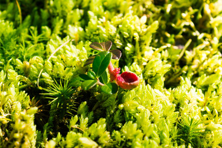 Green moss on stone in a summer forest