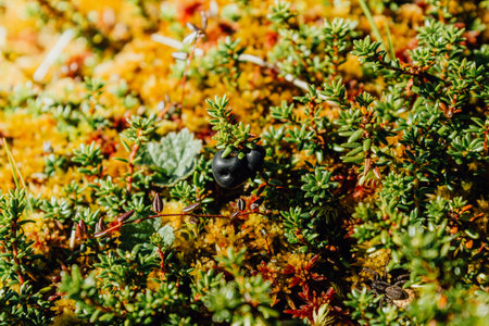 Blueberry berries on a branch of the yellow Bush. Autumn weather, berries in the forest.