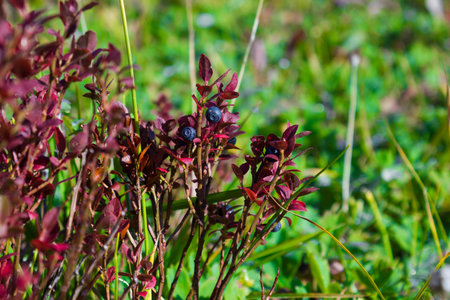 Blueberry berries on a branch of the yellow Bush. Autumn weather, berries in the forest.