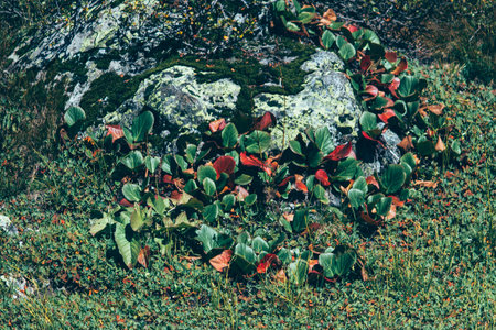 Green big leaves of bergenia in the highlands. Autumn weather.の写真素材
