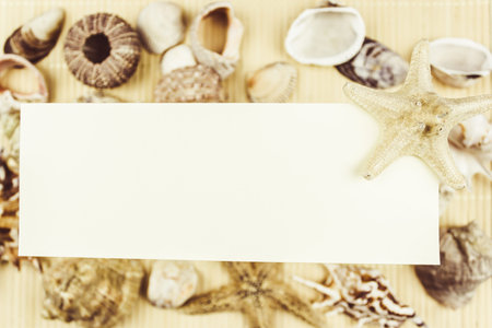 A variety of shells and starfish on a light background with space for text.