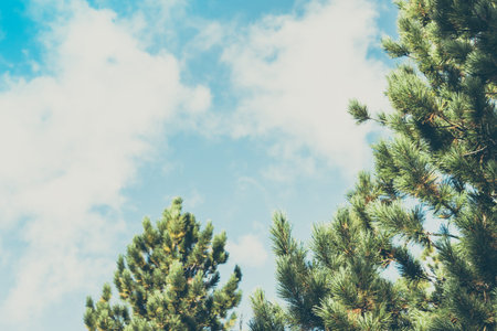 Green pine branches against the sky in the forestの写真素材