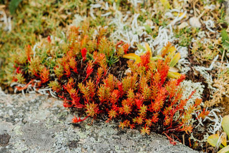 Red moss, the succulents on the mountain rocksの写真素材