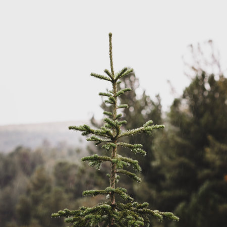 Lonely young pine tree in a summer forest