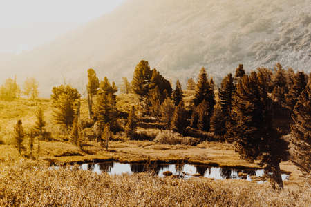 Pine trees with mountains in the background. Travel through the national park in the mountains.の写真素材