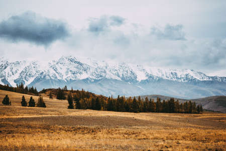 Pine forest in the mountain valley. Beautiful view of the mountain range.の写真素材