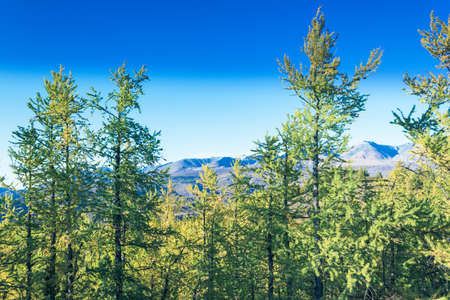 Pine trees with mountains in the background.の写真素材