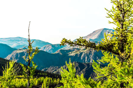 Pine trees with mountains in the background.の写真素材