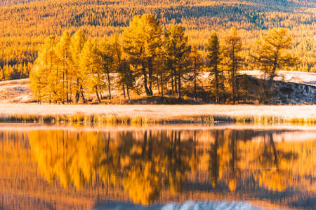 Reflection in the mirror of the lake trees yellow poplar grove. Autumn Sunny weather.の写真素材