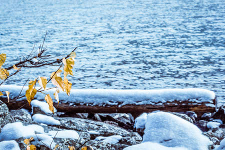 Branch with yellow leaves on a blue winter lake.の写真素材