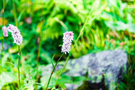 Beautiful purple flowers in a mountain area in the green grass on a summer dayの写真素材