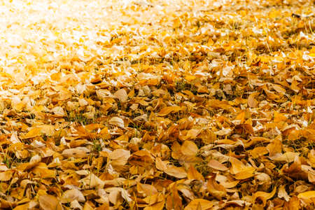 A carpet of yellow autumn leaves in the forestの写真素材
