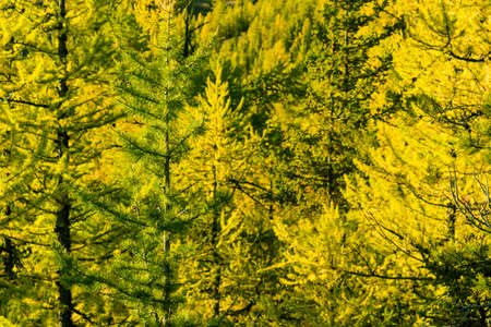 Grove of coniferous trees in the forest.の写真素材