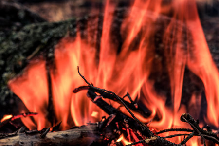 Tourist bonfire in the wild forest. A flame of fire in a dark forest.の写真素材