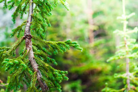 Lonely young pine tree in a summer forestの写真素材