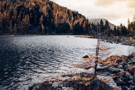 Lonely tree on the shore of a mountain lake. Autumn weather in a mountain valley.の写真素材