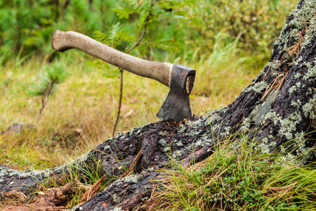 An axe stuck in a tree.