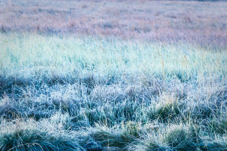 The grasses in the white frost after cooling. The shore of the lake, the river in the early morning.の写真素材
