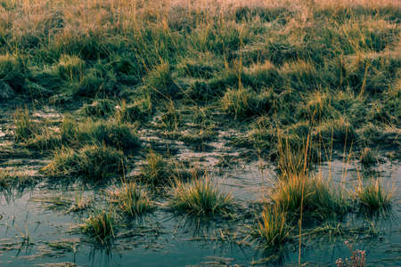 Reflection in the lake grass on the lake. The shore of a lake or river early in the morning.の写真素材