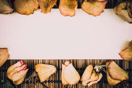 Rose buds on a wooden table. Copy space for textの写真素材