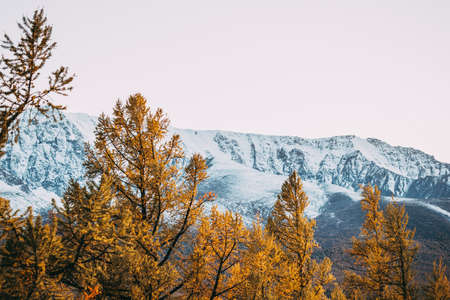 Bright yellow larch trees in the mountain valley. Autumn weather.の写真素材