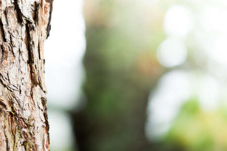 The trunk of a pine tree and bokeh for text. Copy space for textの写真素材
