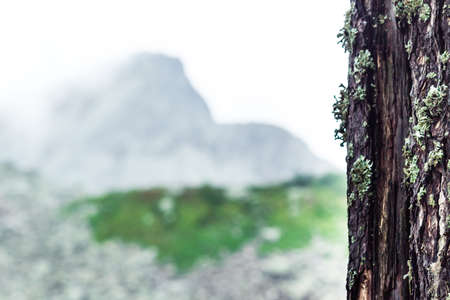 The trunk of a pine tree and bokeh for text. Copy space for textの写真素材