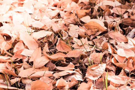A carpet of yellow autumn leaves in the poplar forest