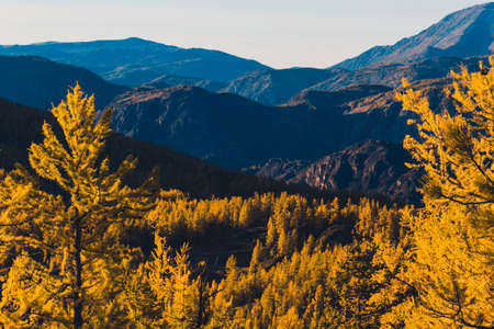 Bright yellow larch trees in the mountain valley. Autumn weather.の写真素材